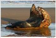 Grey Seal 7